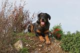 BEAUCERON 338